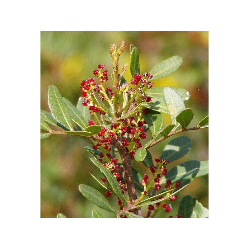 Lentisque pistachier BIO