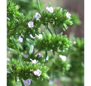 Thym à feuilles de sarriette