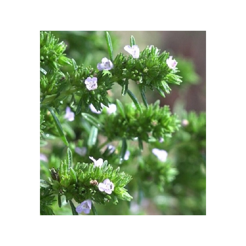 Thym à feuilles de sarriette