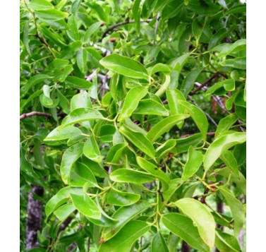 Santal de Madagascar