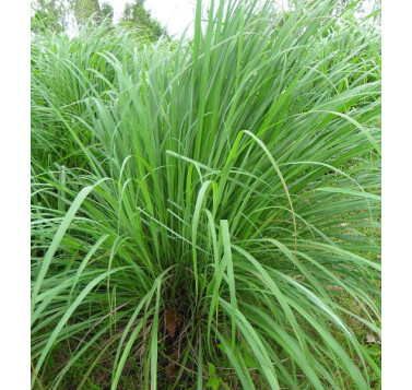 Lemongrass de l'Inde de l'Ouest