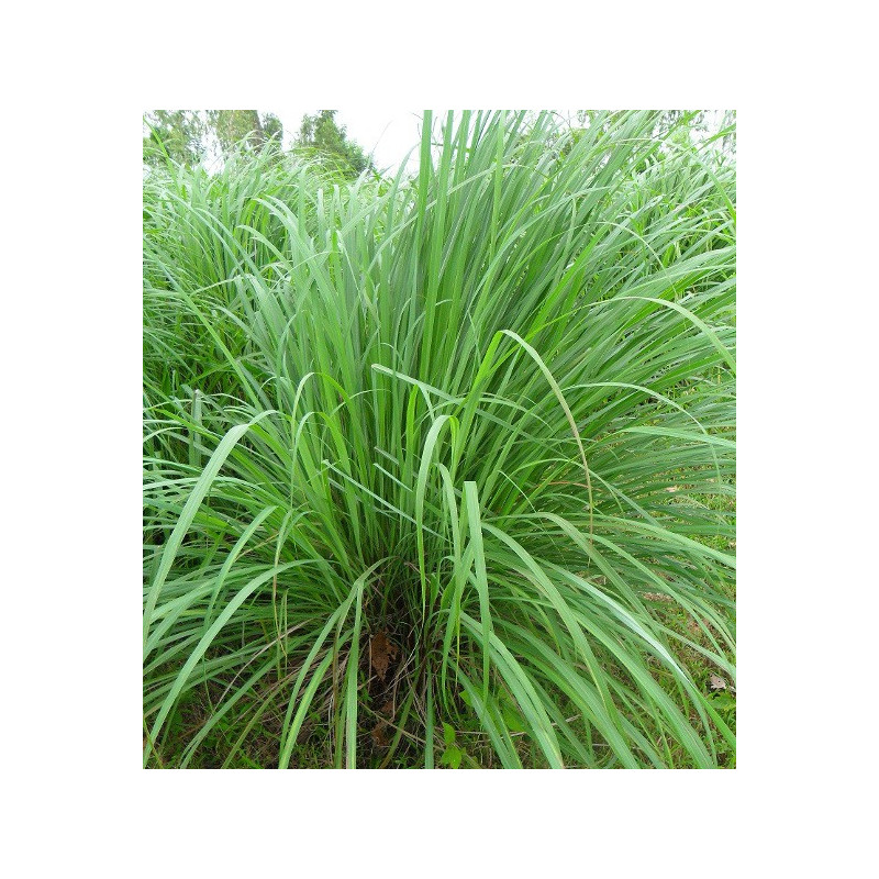 Lemongrass de l'Inde de l'Ouest