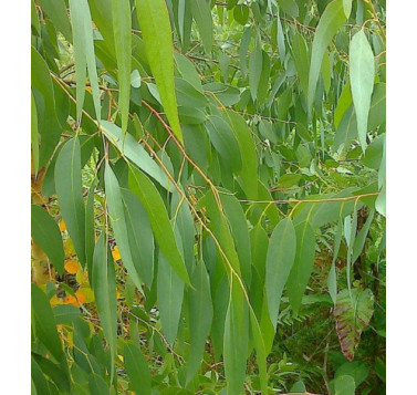 Eucalyptus gundal BIO