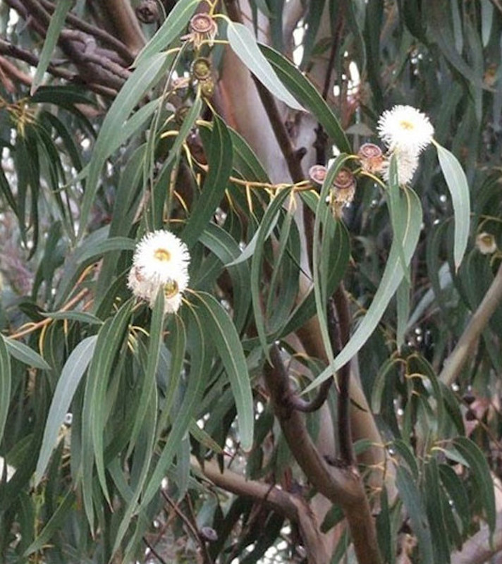 Eucalyptus globuleux
